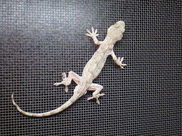 800pxgekko_japonicus