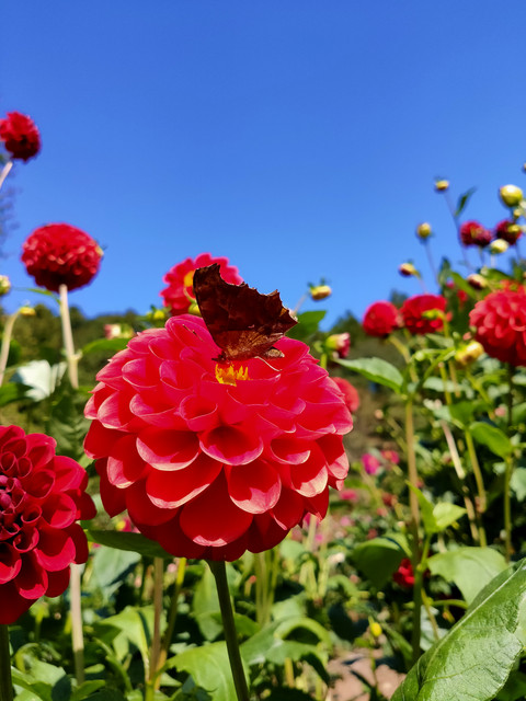 Photo_6